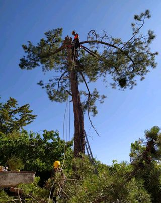 PODA Y TALA DE ÁRBOLES