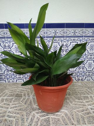 Pilastra planta grande