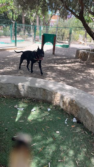 Aux veterinaria