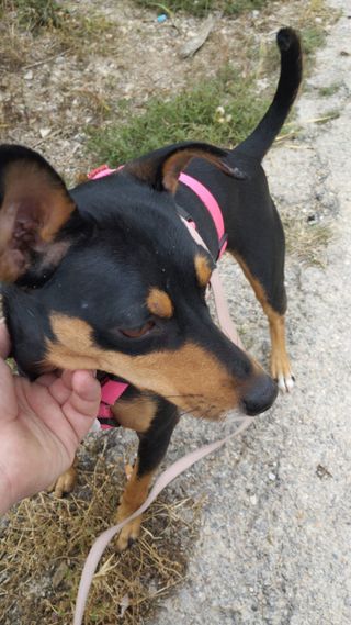 Aux veterinaria