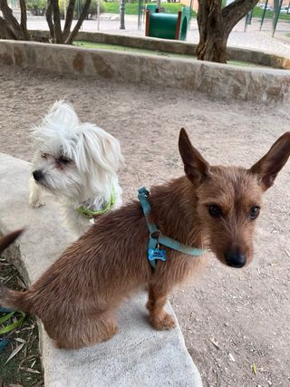 Aux veterinaria
