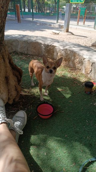 Aux veterinaria