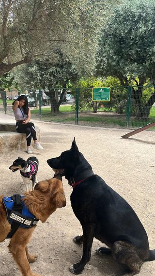 Aux veterinaria