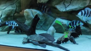 Acuario 660 litros completo con mueble