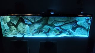 Acuario 660 litros completo con mueble