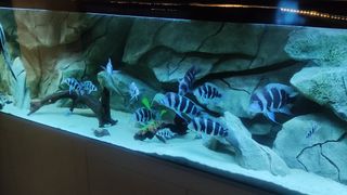 Acuario 660 litros completo con mueble