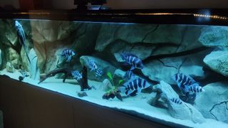 Acuario 660 litros completo con mueble