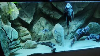 Acuario 660 litros completo con mueble