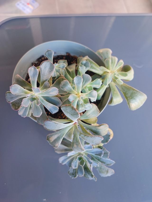 Suculenta echeveria