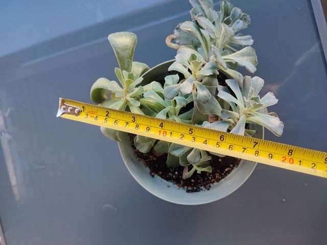 Suculenta echeveria