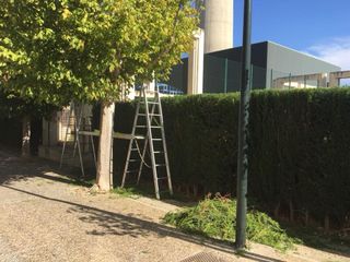 Poda de vallas, árboles y más - Jardinería Vallès!