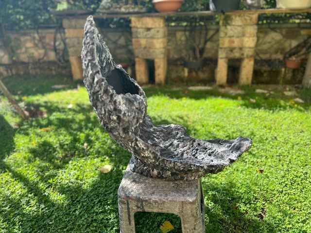 Vaso bonsai pietra di luna 🌙