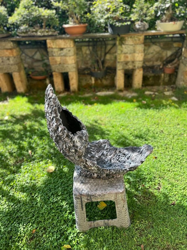 Vaso bonsai pietra di luna 🌙