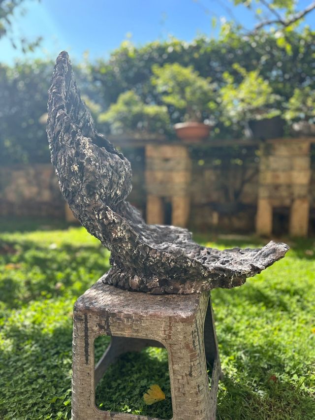 Vaso bonsai pietra di luna 🌙