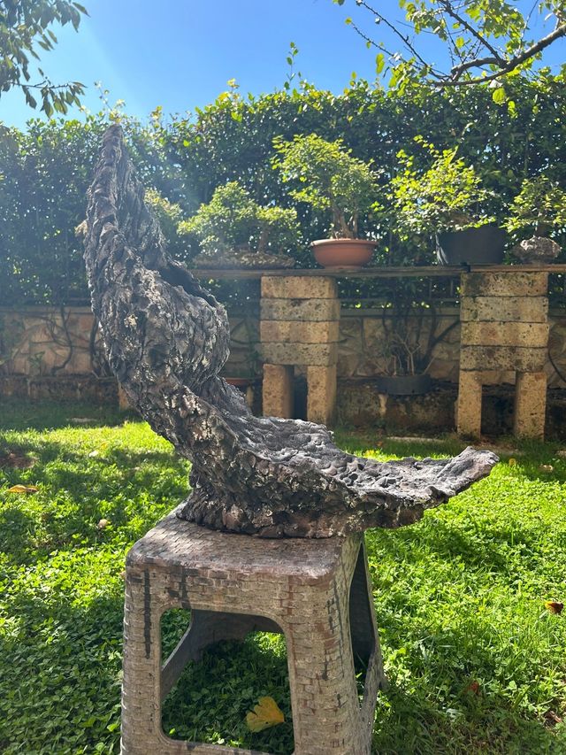 Vaso bonsai pietra di luna 🌙