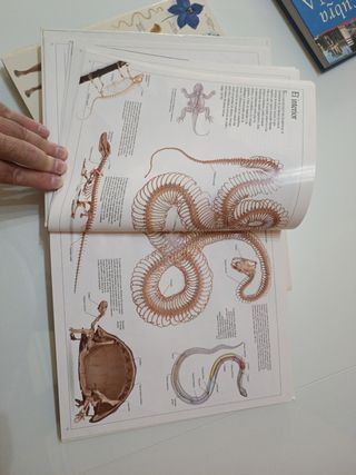 Enciclopedia visual de los seres vivos.