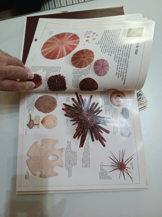 Enciclopedia visual de los seres vivos.