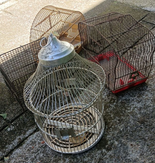 Jaulas pájaros 