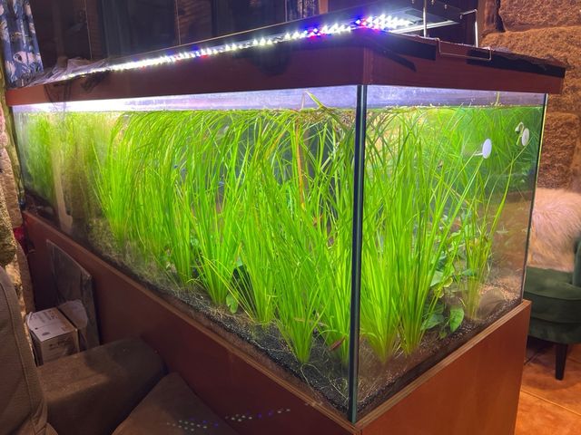 Acuario agua dulce 630 litros Aquario completo