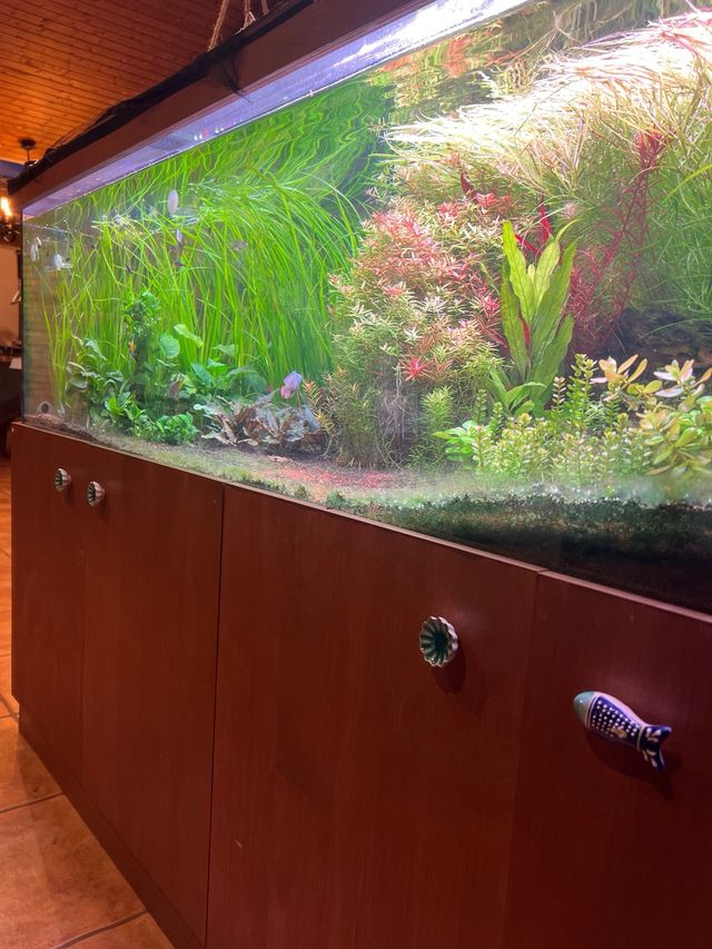 Acuario agua dulce 630 litros Aquario completo