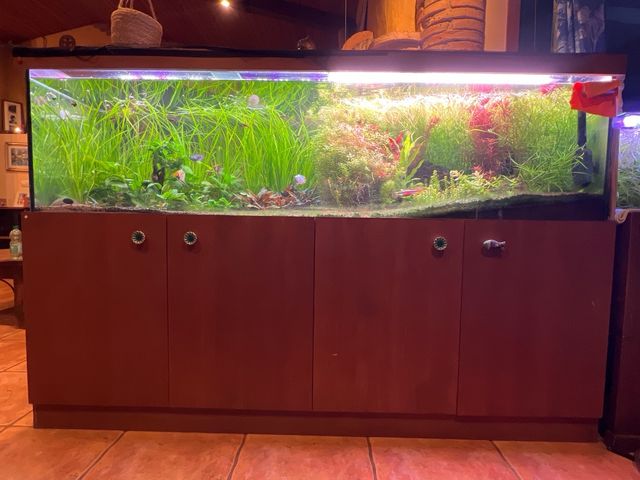 Acuario agua dulce 630 litros Aquario completo