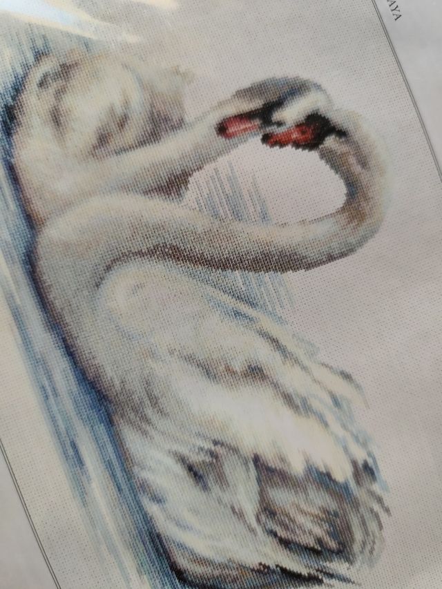 Forever B2274 Luca-S