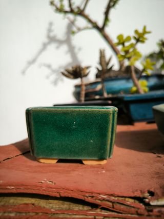 Macetas de bonsais esmaltadas verdes