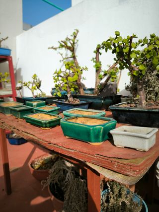 Macetas de bonsais esmaltadas verdes