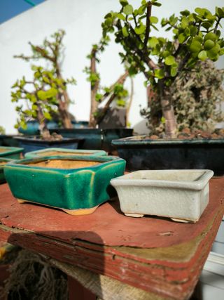 Macetas de bonsais esmaltadas verdes