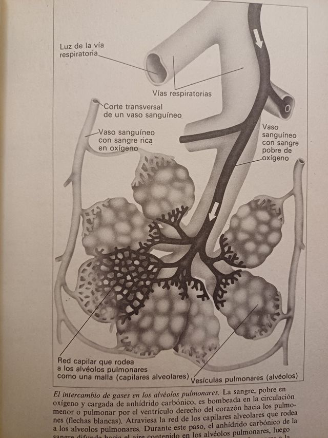 Consulta médica ASMA