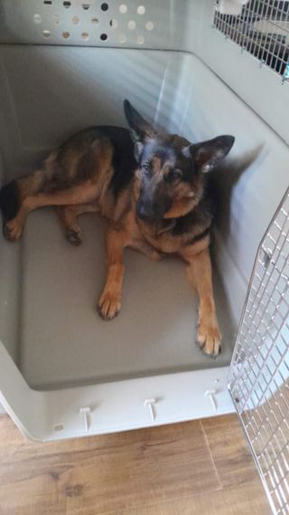 Jaula transportín XL Perros