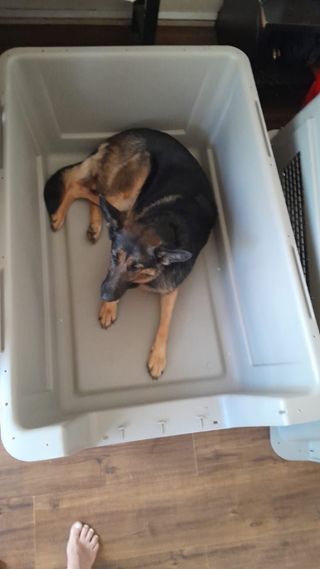 Jaula transportín XL Perros