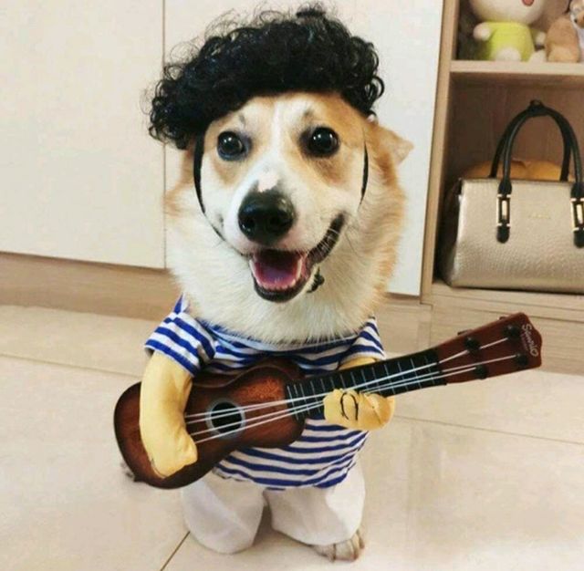 Disfraz de mascota nuevo