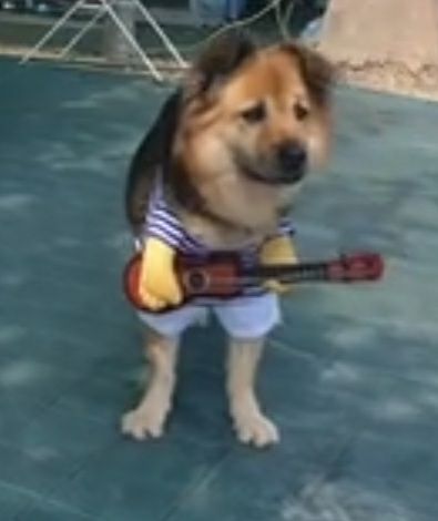 Disfraz de mascota nuevo