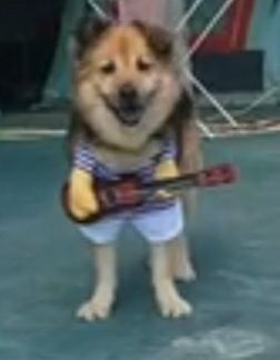 Disfraz de mascota nuevo