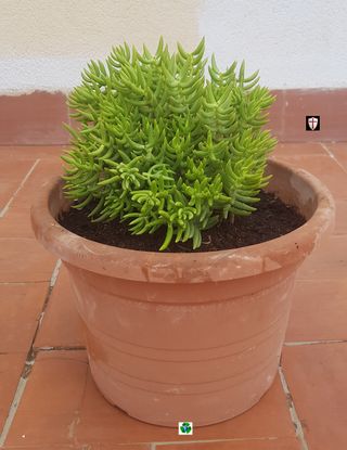 Maceta con planta