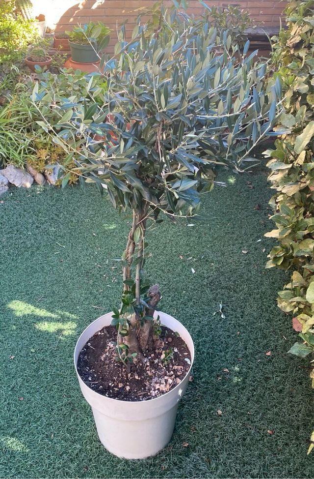 Olivera de 1 metro de alto