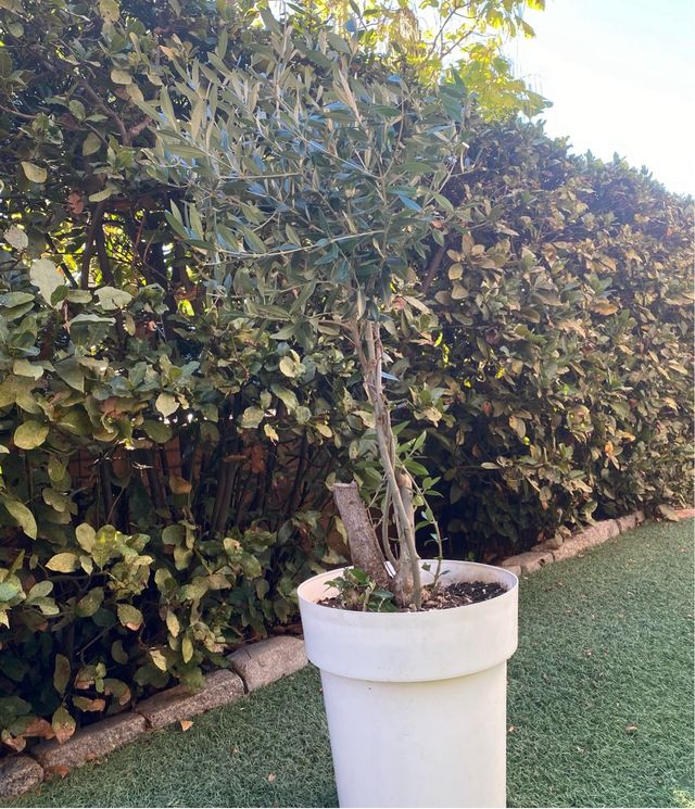 Olivera de 1 metro de alto