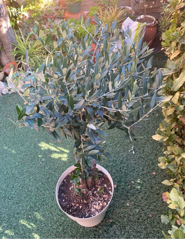 Olivera de 1 metro de alto