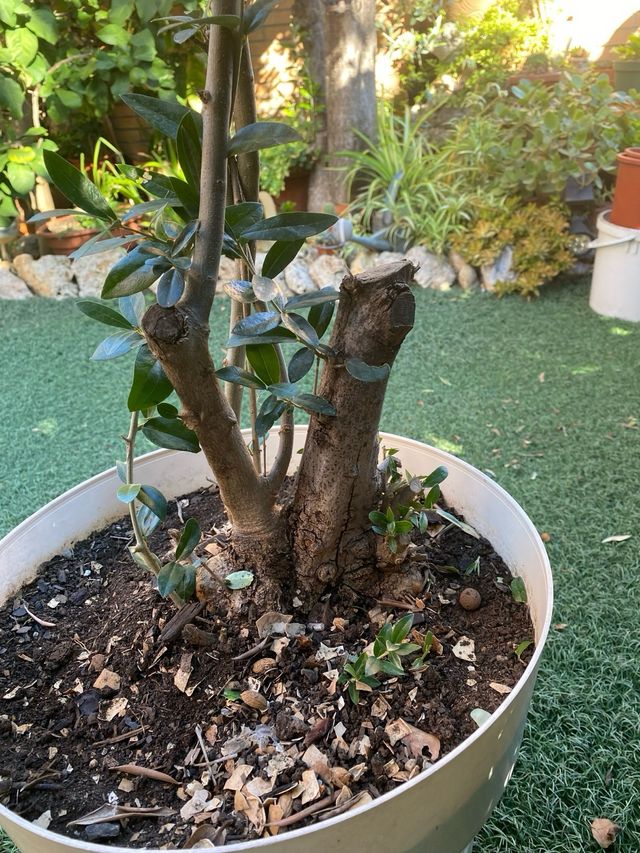 Olivera de 1 metro de alto