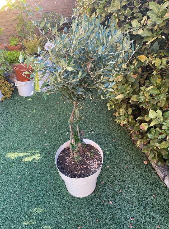 Olivera de 1 metro de alto