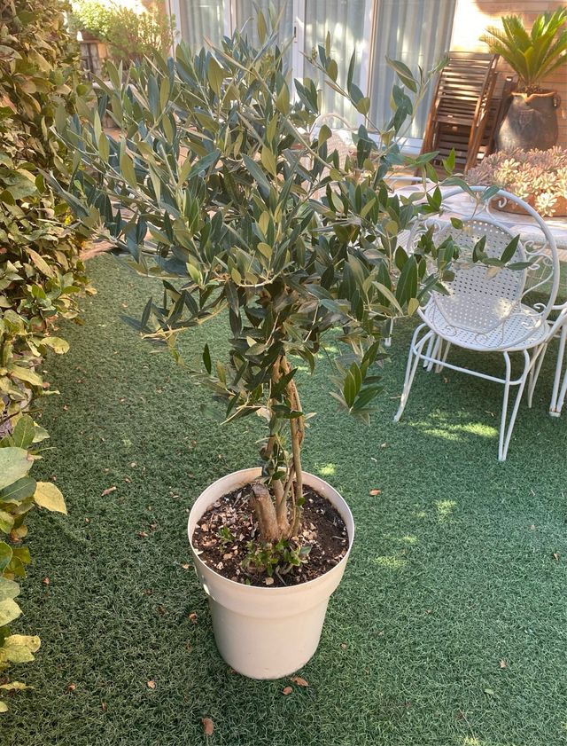 Olivera de 1 metro de alto