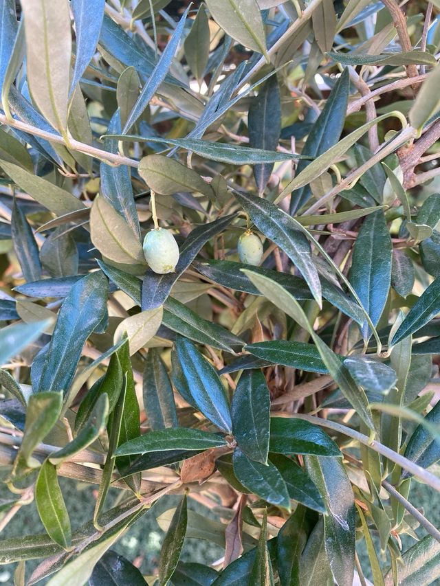 Olivera de 1 metro de alto