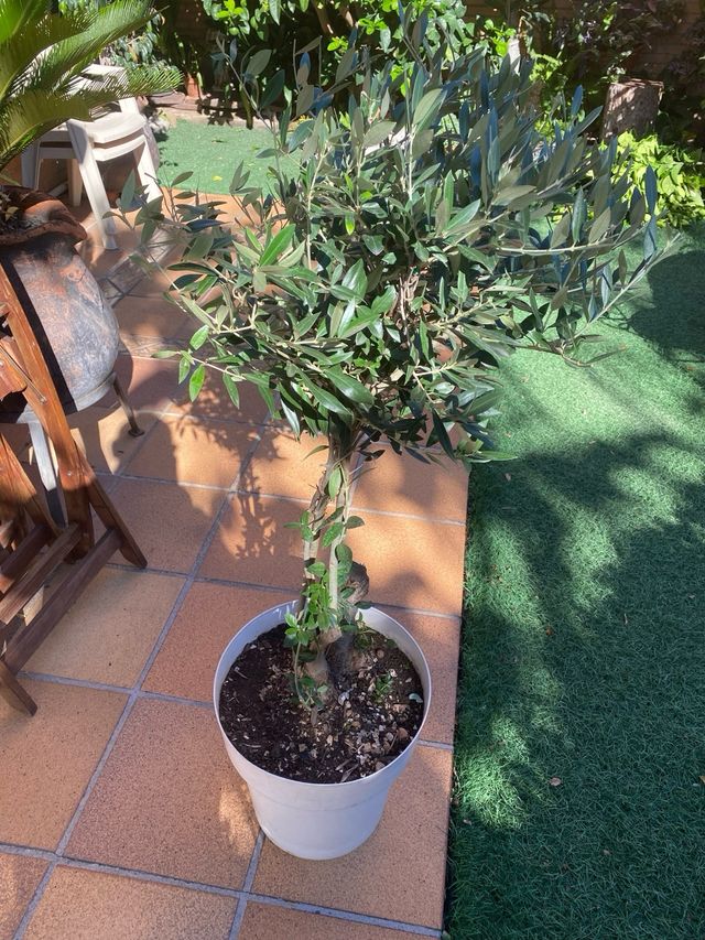 Olivera de 1 metro de alto