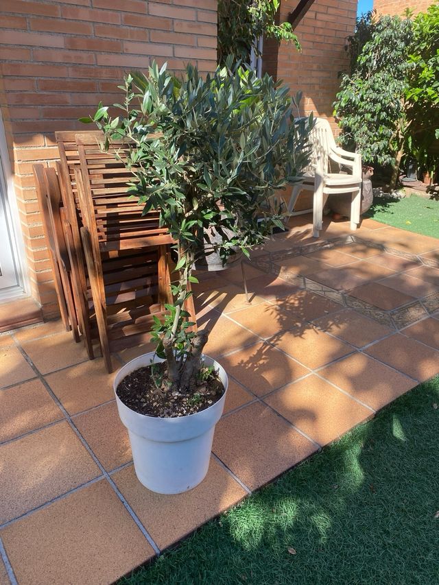 Olivera de 1 metro de alto