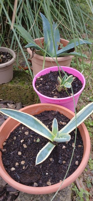 Pianta agave