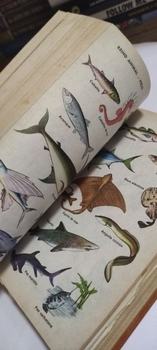 Diccionari català+ regalo otro castellano