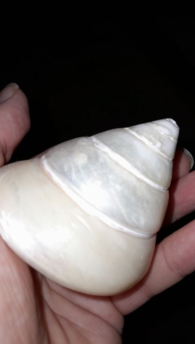 Caracola hermitaño perla nacar.