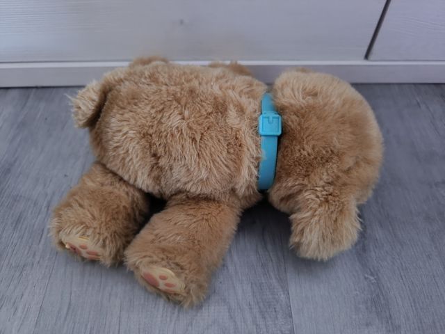 Piccoli Animali Vivi Cucciolo Sonnolento