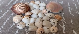 Conchiglie